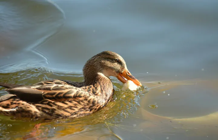 A duck with its bill in the water, feeding.