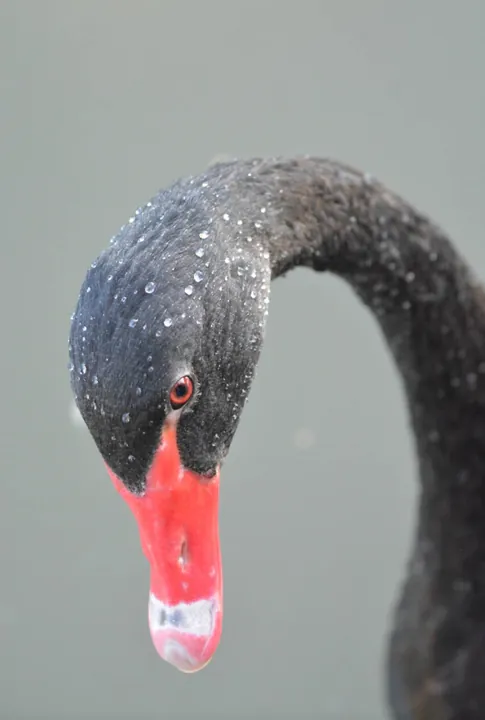 The head and red bill of a black swan.