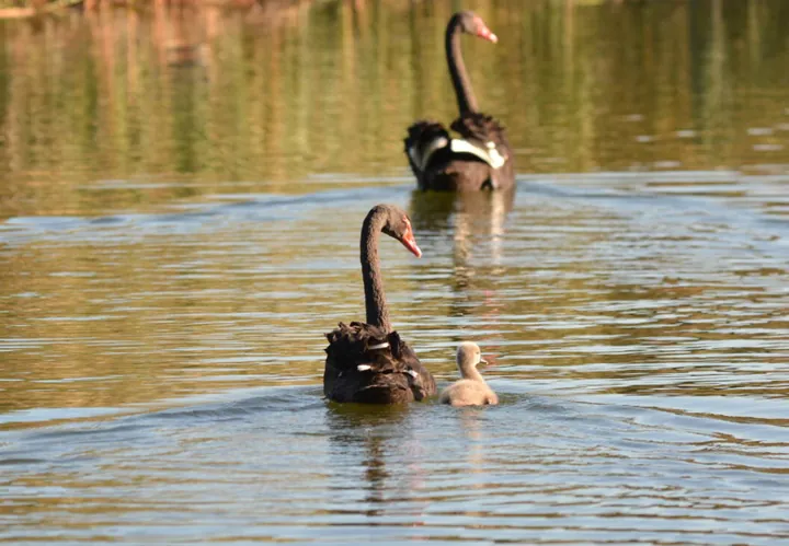 Two black swans and a cygnet on the water.