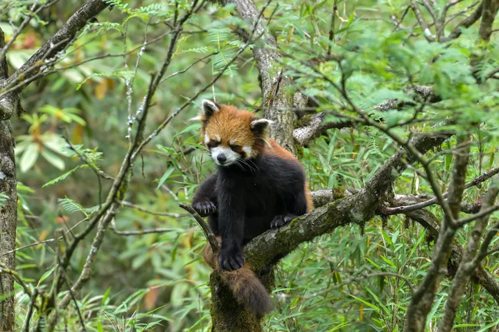 A red panda resting on a tree branch.