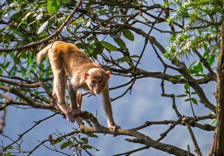 A monkey walking along a branch, with a valley behind.