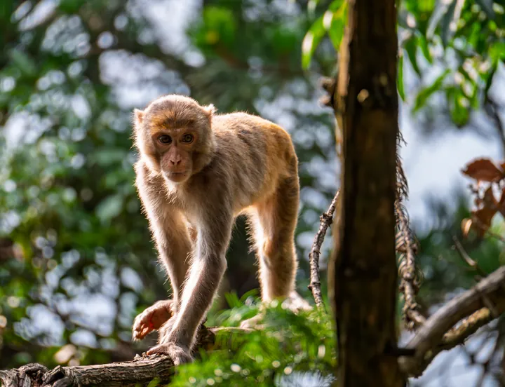 A monkey sitting on a branch, looking toward the camera.