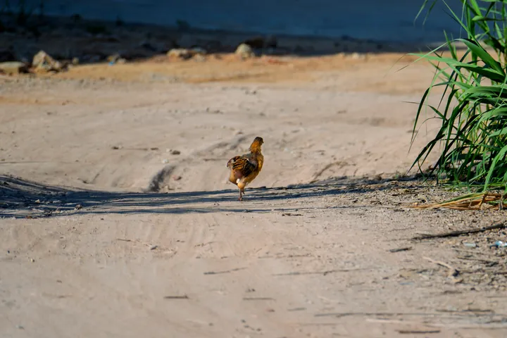 A small bird on a dirt road.