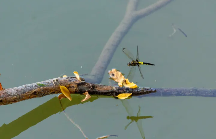 A dragonfly on a dead branch in the water, beside floating leaves.
