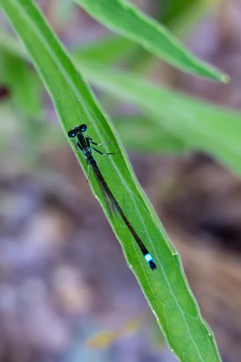 A slender damselfly resting on a long leaf.