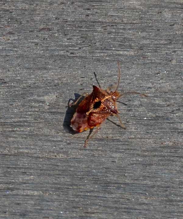 A small bug on a wooden board.