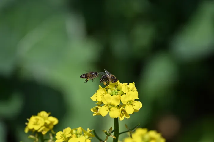 Two bees on top of a cluster of rapeseed flowers.