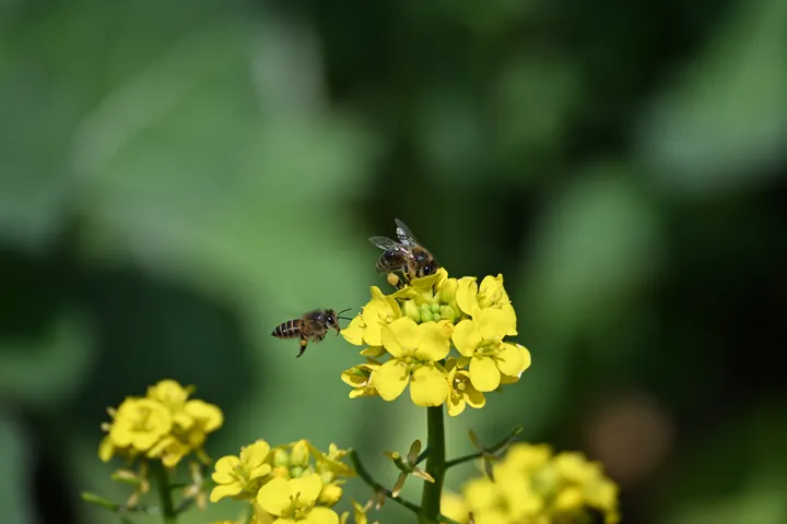 One bee flying toward rapeseed flowers while another has already landed.