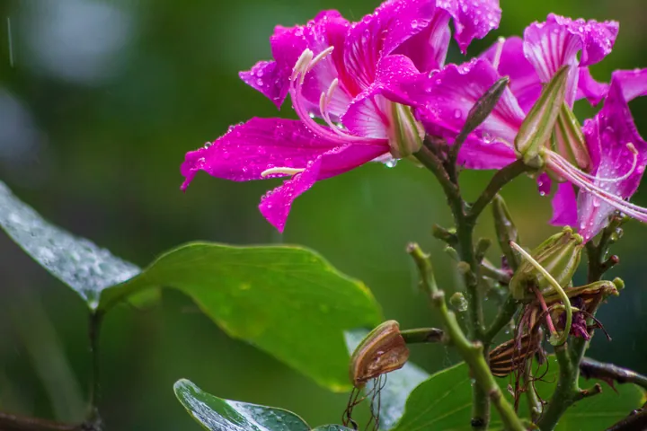 A spray of magenta flowers with unopened buds.