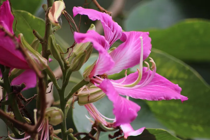 Magenta petals and long, slender stamens.