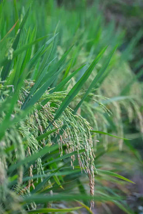 Slender leaves with several drooping seed heads.