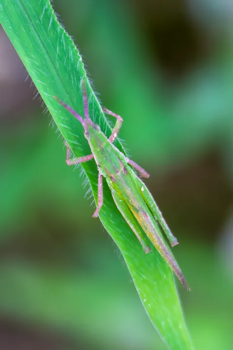 A green grasshopper resting on a long blade of grass.