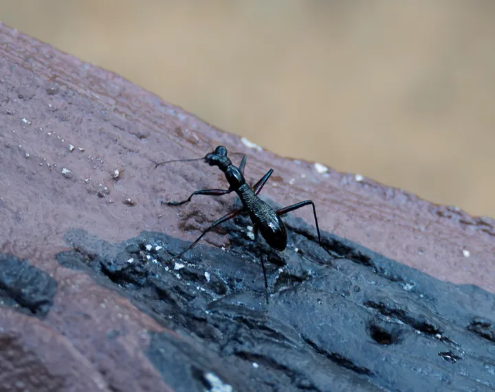 A long-legged black insect crawling on dark rock.