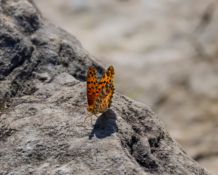 An orange butterfly with black spots resting on a rock.