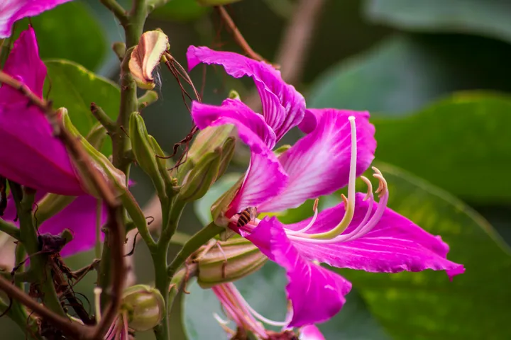 A bee tucked into the centre of a magenta flower.