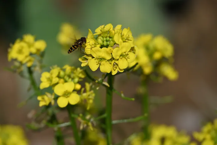 A yellow-and-black striped fly hovering by a cluster of rapeseed flowers.