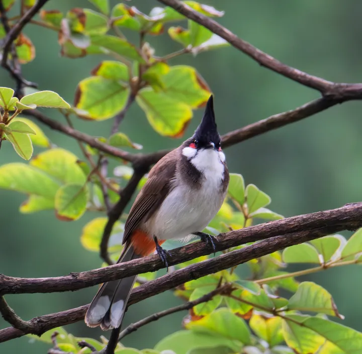 A small crested bird with a red patch under its tail, perched on a branch.
