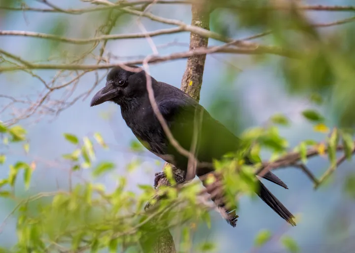 A crow perched among branches, partly hidden by new leaves.
