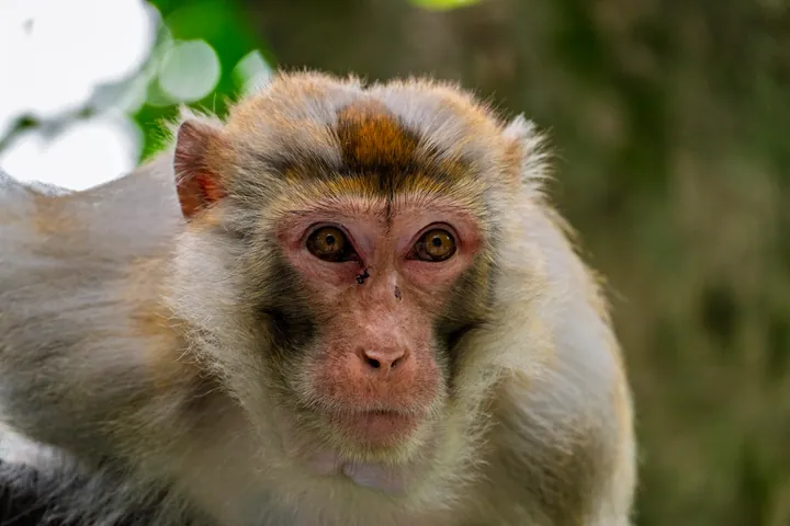 A monkey’s face, seen up close.