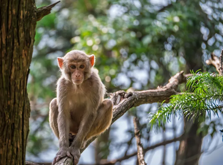 A monkey sitting in the fork of a tree, beside the trunk and leaves.